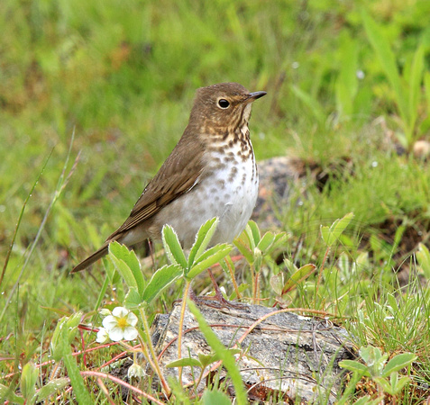 Swainson's Thrush on a cold, rainy day