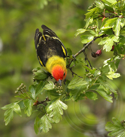 male Western Tanager feeding in a hawthorn tree