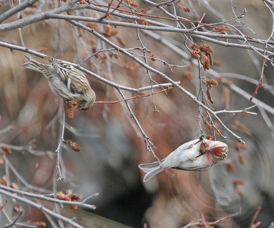 Common Redpoll and Hoary Redpoll