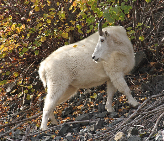 Mountain Goat along highway near Ollala, BC
