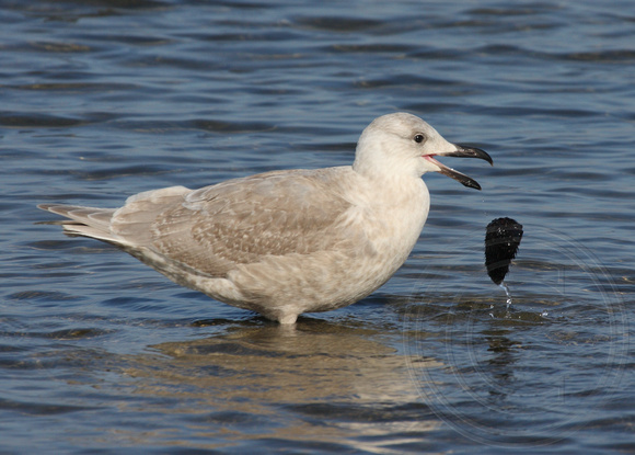 Look I have a non-edible food!  immature Glaucous-winged Gull with an old cone