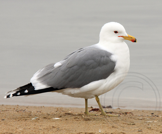 breeding plumage California Gull
