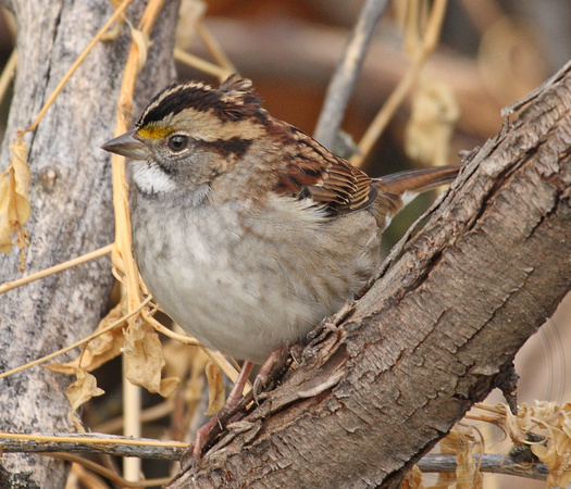 Tan-striped morph of White-throated Sparrow