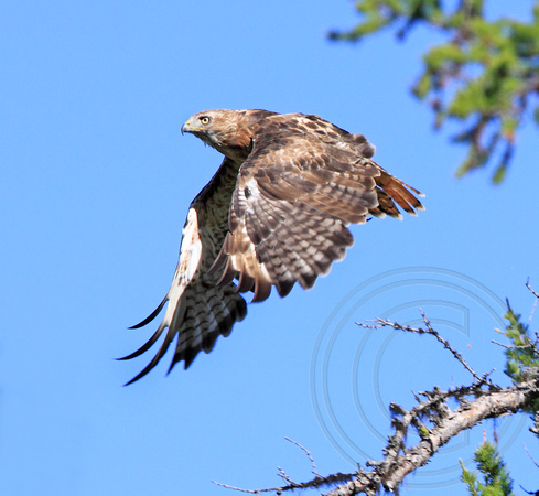 immature Red-tailed Hawk