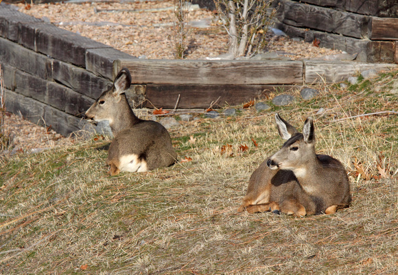 Suburban Deer resting on a lawn in Penticton