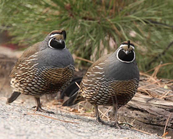 male quails