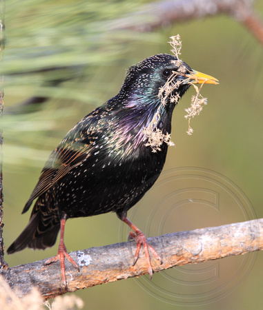 Starling gathering nest material