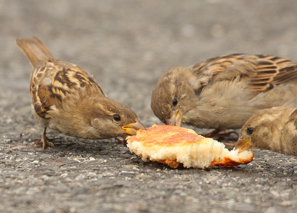 House Sparrows wrestling with a pancake at a New Jersy rest stop