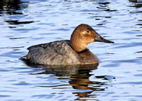 female Canvasback