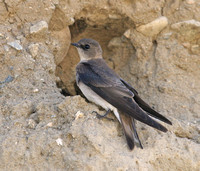 Bank Swallow at nest hole in the colony
