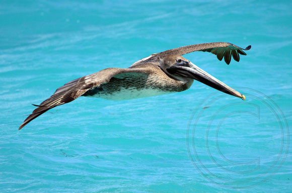juvenile Brown Pelican