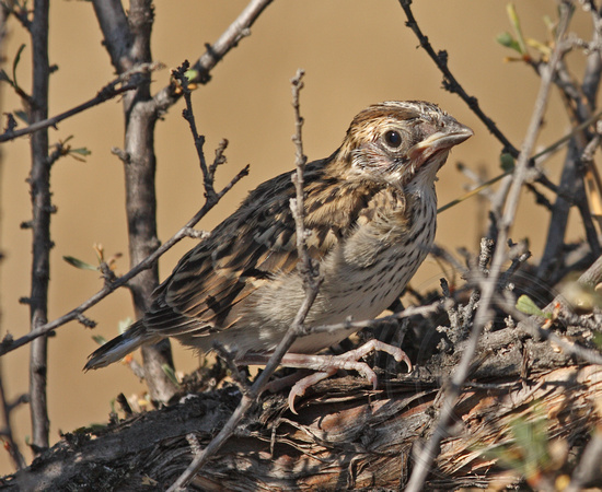 juvenile Lark Sparrow