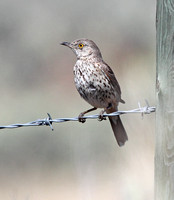 Sage Thrasher (one of a pair, hard to tell them apart!)