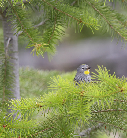 warbler lost in the needles (of a Douglas Fir)