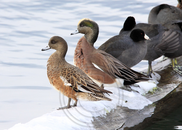 male and female American Wigeon