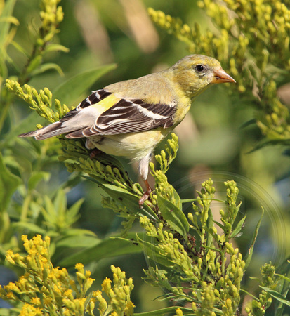 the female goldfinch is there too