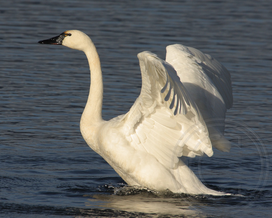 adult Tundra Swan flapping