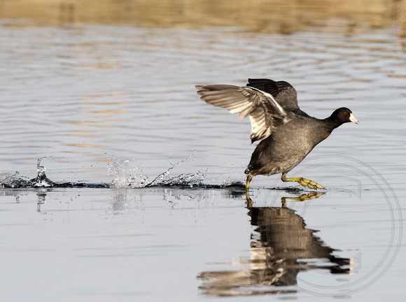 Coot walking on water