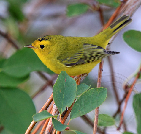 fall Wilson's Warbler migrating through our yard