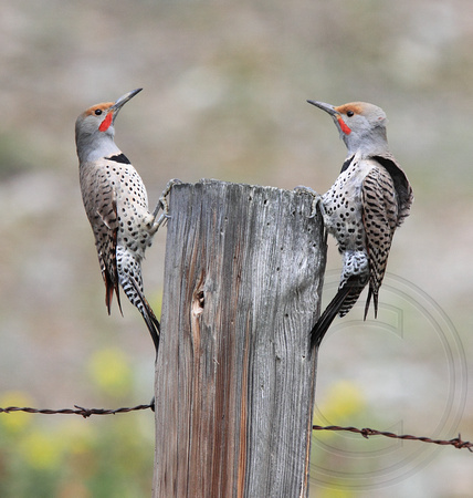 Dueling male flickers in a face off