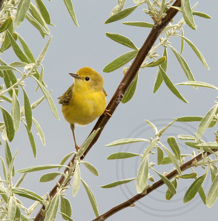 female Yellow Warbler in Russian Olive