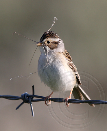 Clay-colored Sparrow with nest material