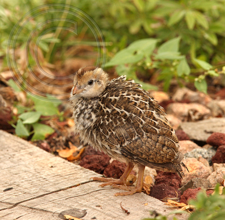 young quail