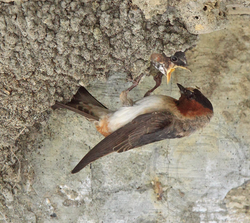 Cliff Swallow feeding young