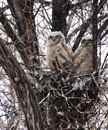 young Great Horned Owls near downtown Penticton