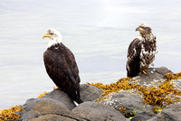 Bald Eagle sentinels at Queen Charlotte City harbor