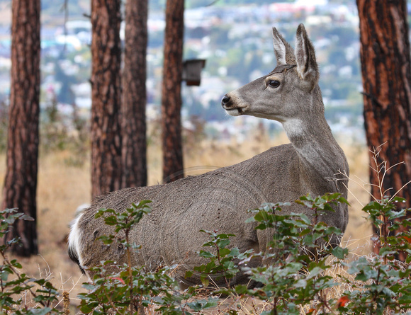 female Mule Deer with city in background