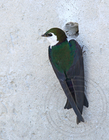 male Violet-green Swallow pausing in a display