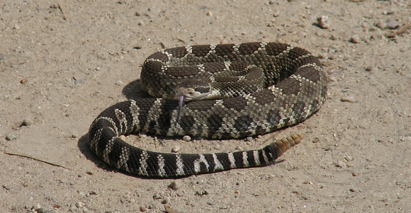Rattlesnake in road