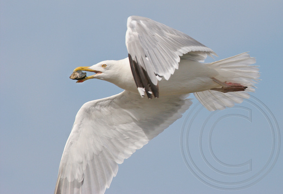 Herring Gull with a clam