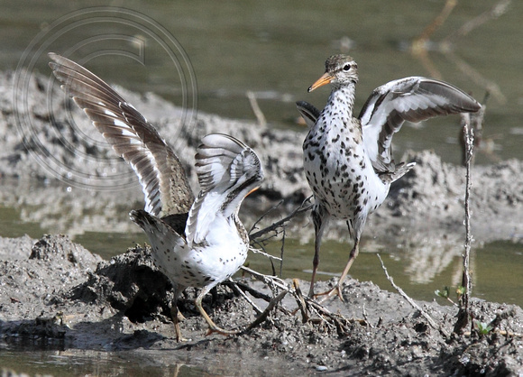 Spotted Sandpipers displaying