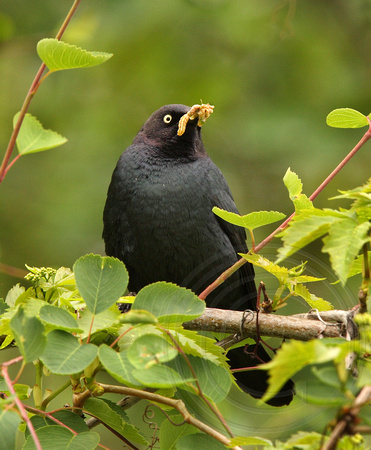 male Brewer's Blackbird with food for young