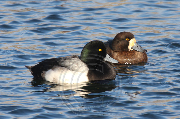 pair of Greater Scaup