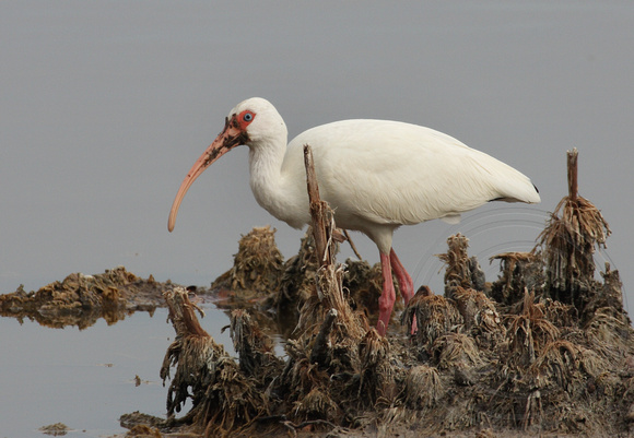 White Ibis with a messy bill