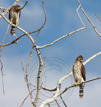 pair of juvenile Cooper's Hawks
