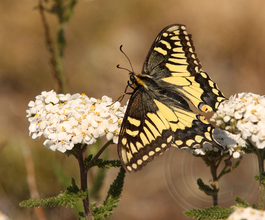 Baird's Swallowtail