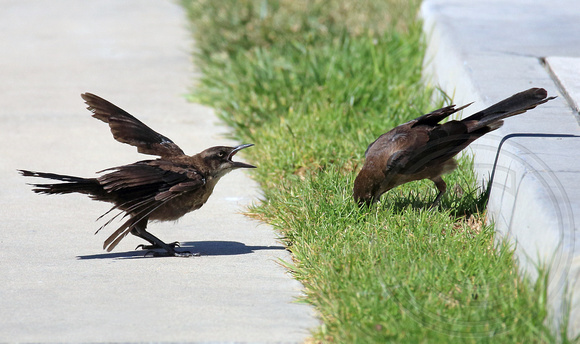 Great-tailed Grackle feeding youngster