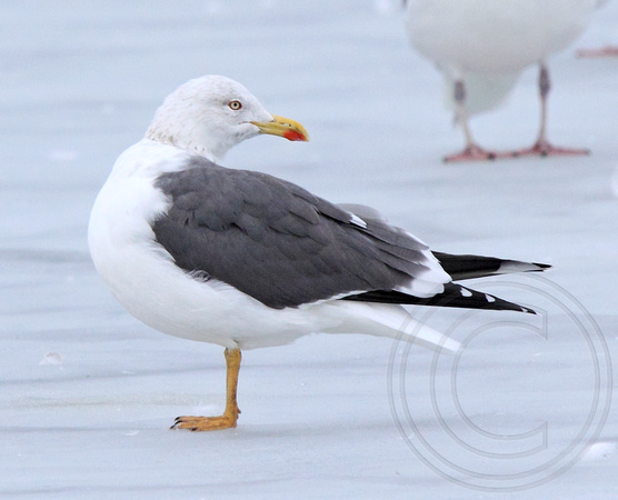Penticton gull - 2012