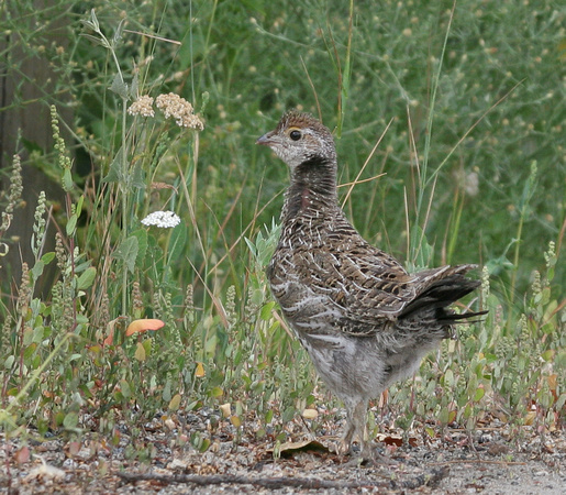 young Dusky Grouse crossing the road