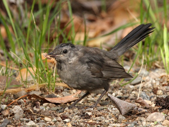 juvenile Catbird with some kind of food