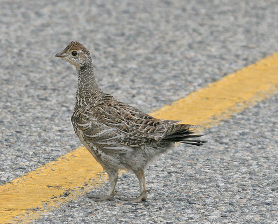 Why did the grouse cross the road?
