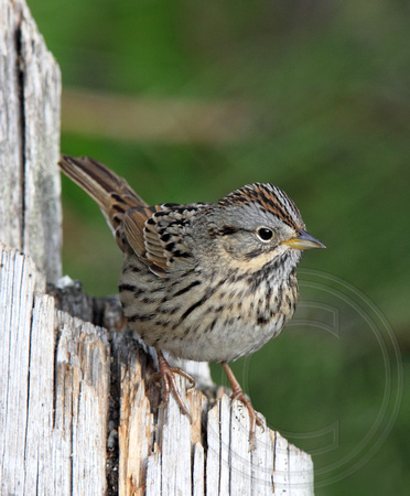 Lincoln's Sparrow - spring migrant