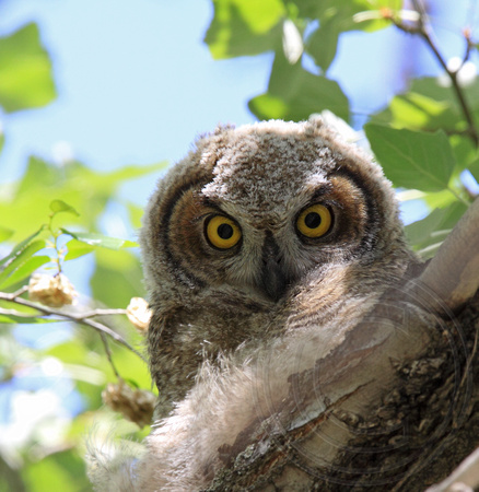 young owlet