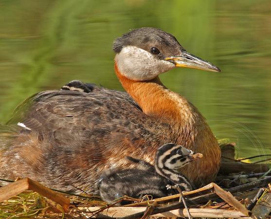 A total of four young hatched in 2008