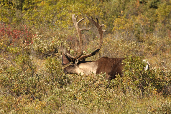 First wildlife sighting, a bull caribou