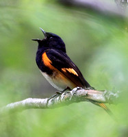 male American Redstart singing